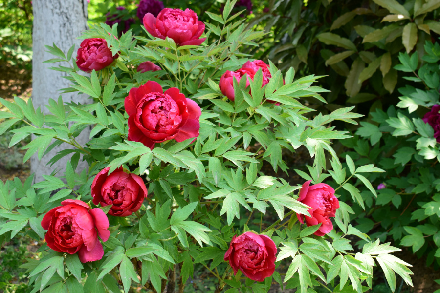 DSC_8124.jpg