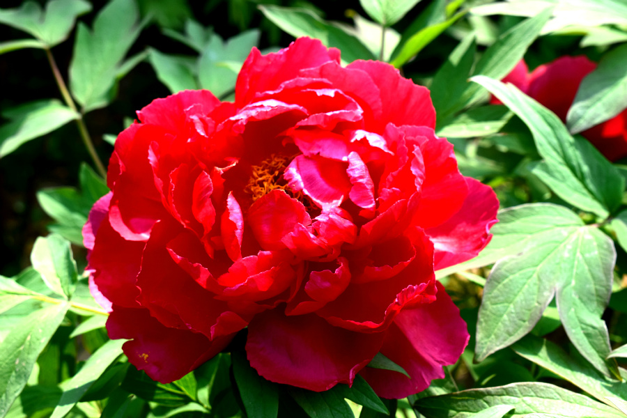 DSC_8125.jpg