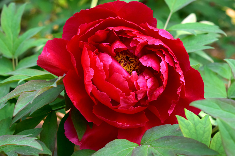 DSC_8127.jpg