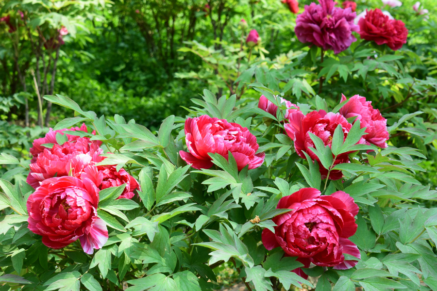 DSC_8129.jpg