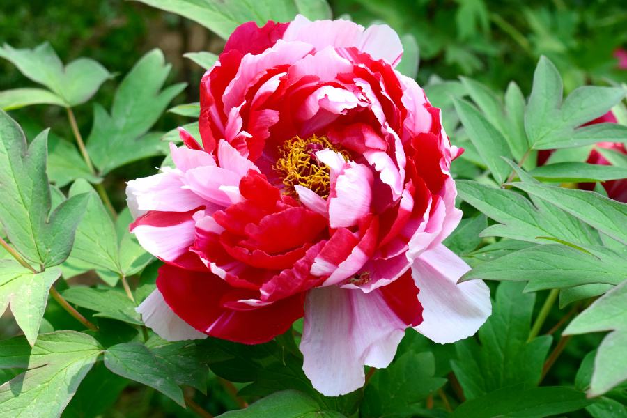 DSC_8130.jpg
