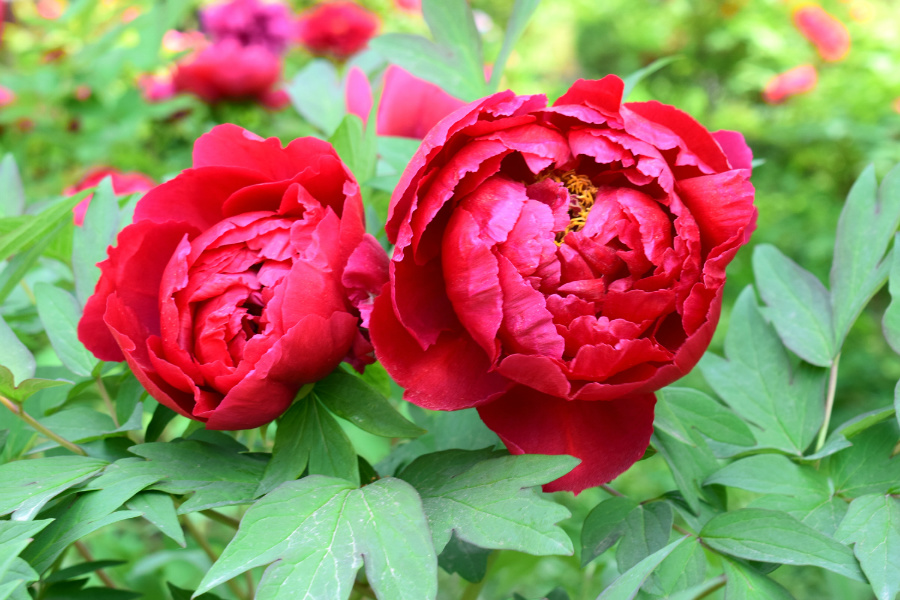 DSC_8131.jpg