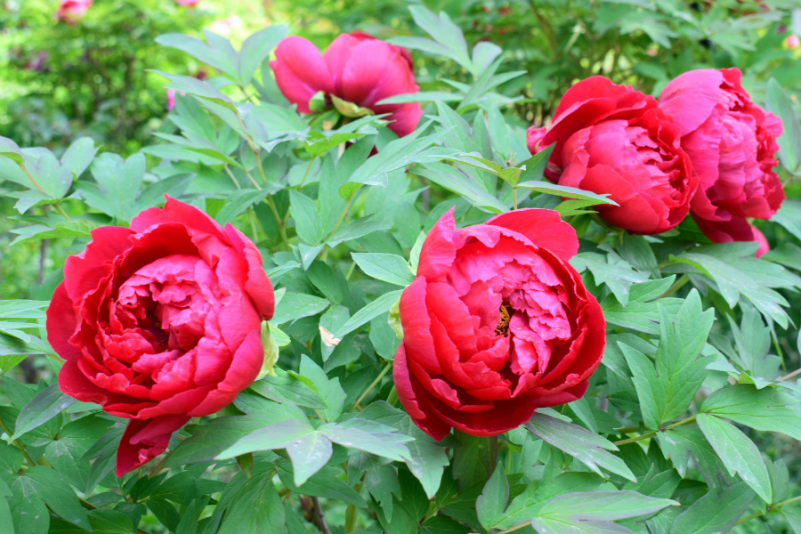 DSC_8132.jpg