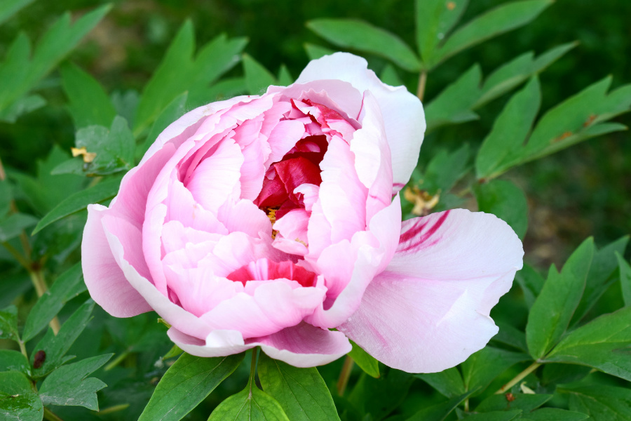 DSC_8133.jpg