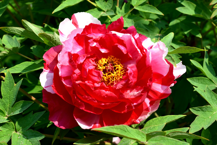 DSC_8134.jpg
