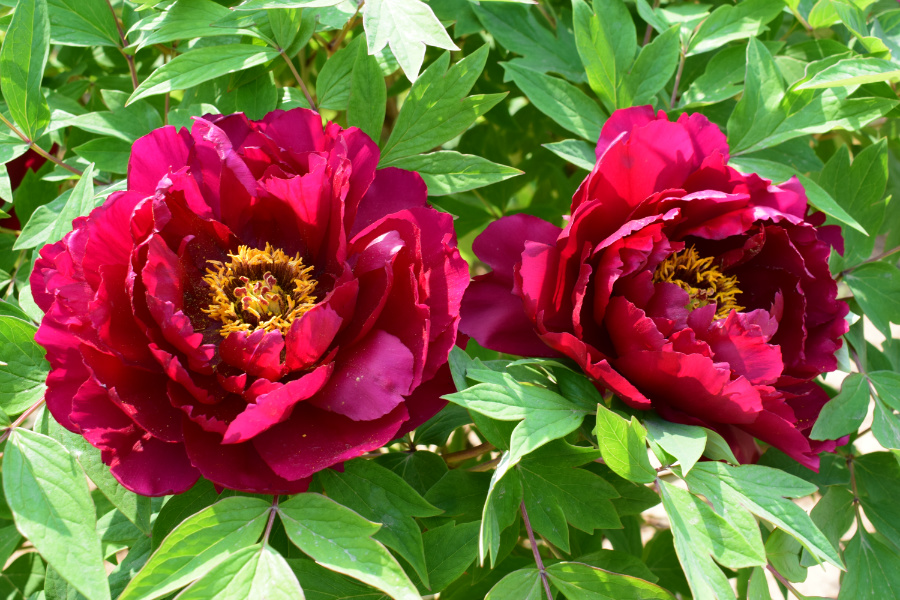 DSC_8136.jpg