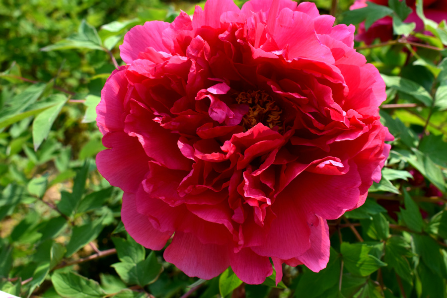 DSC_8141.jpg