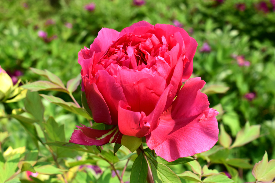 DSC_8143.jpg
