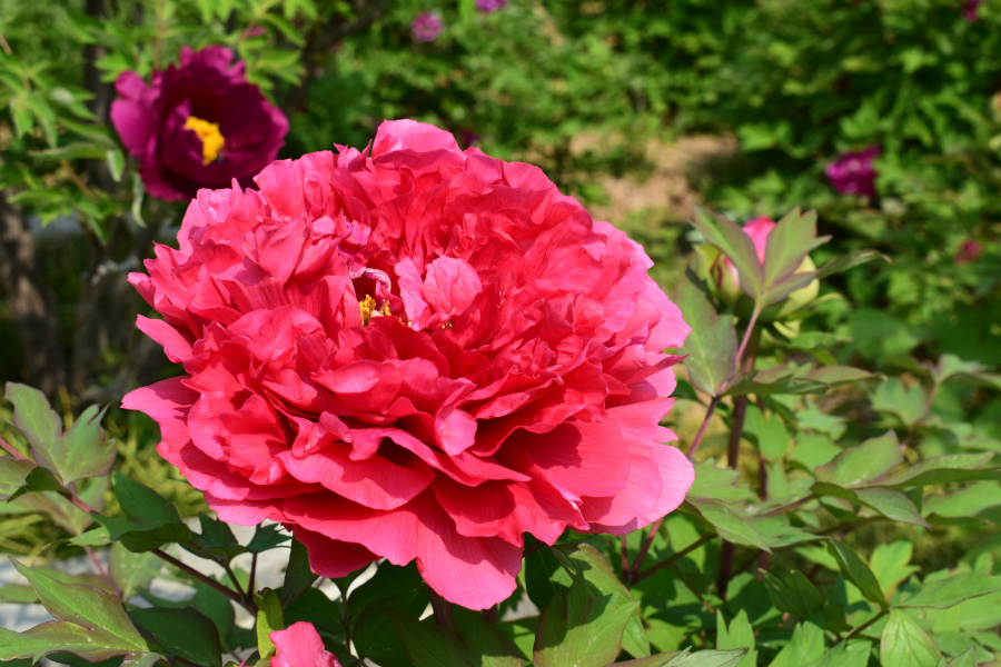 DSC_8144.jpg