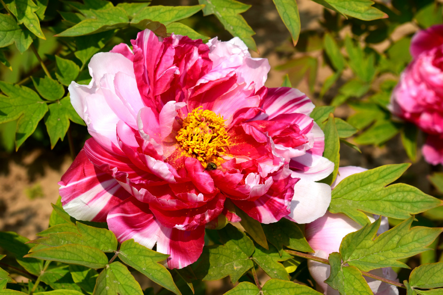 DSC_8146.jpg