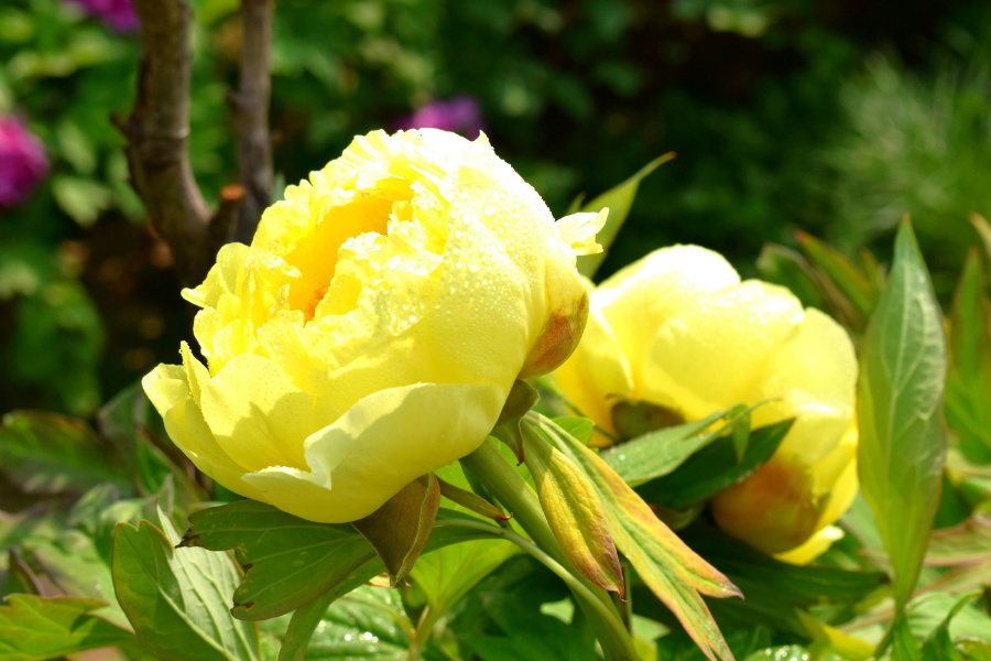 DSC_8151.jpg