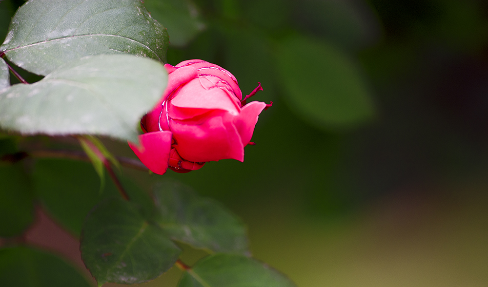 DSC_3409.jpg