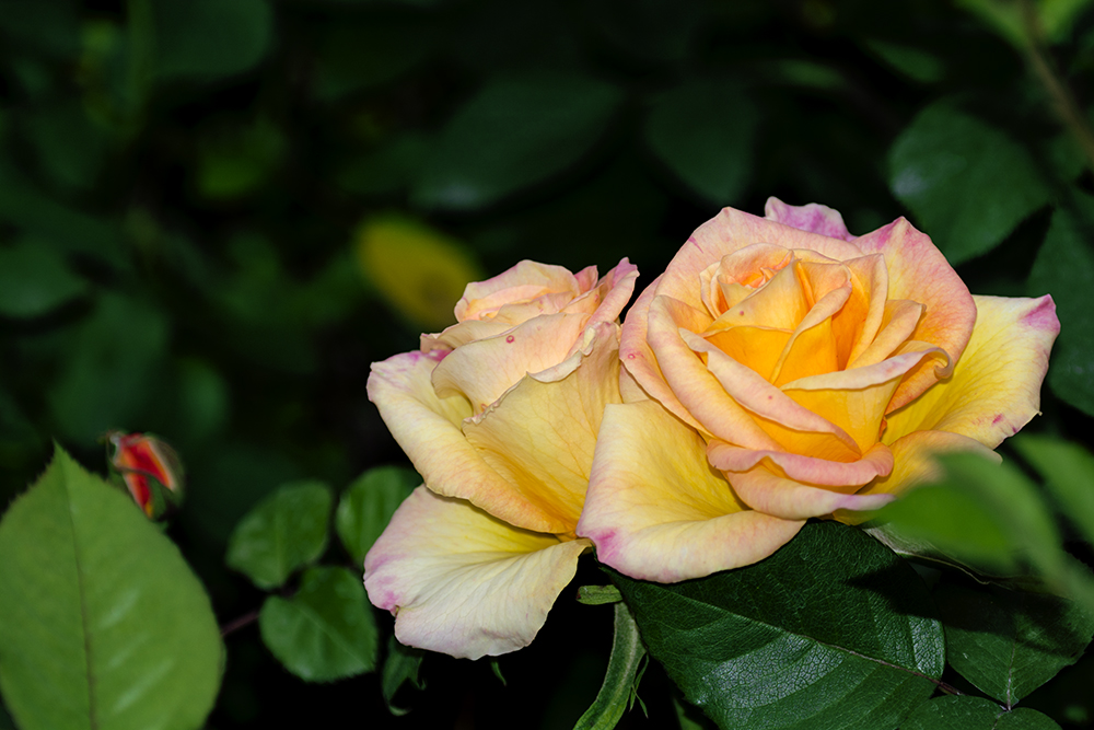 DSC_3371.jpg