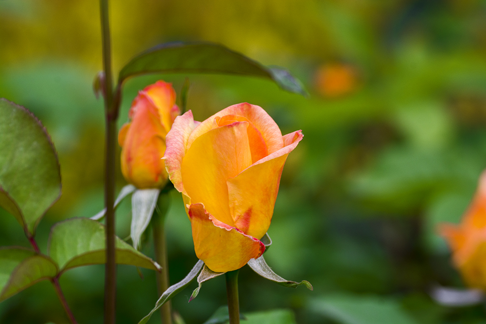 DSC_3369.jpg