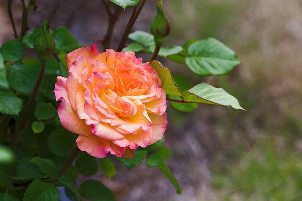 DSC_3372.jpg