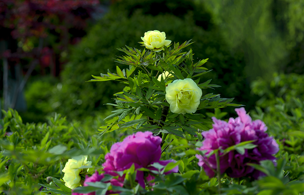 DSC_3610.jpg