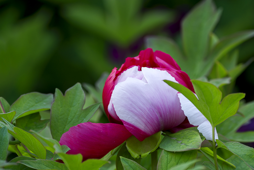 DSC_3597.jpg