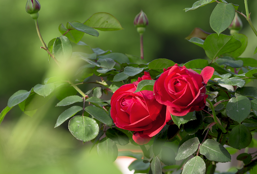 DSC_3624.jpg