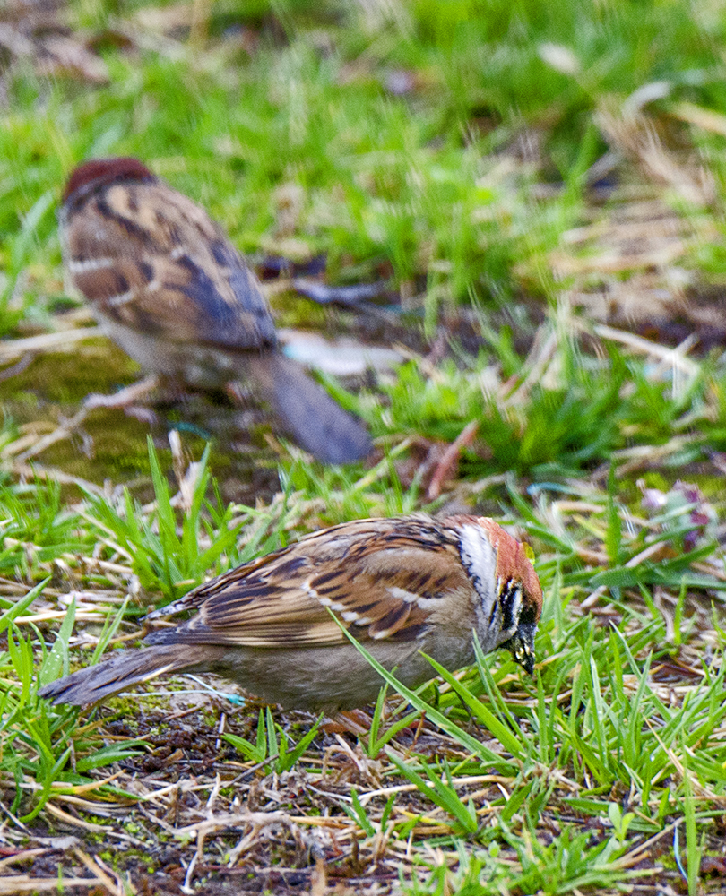 DSC_3754.jpg