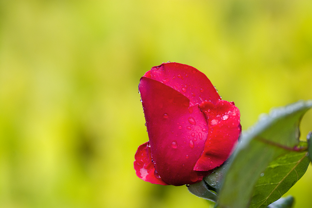 DSC_3803.jpg