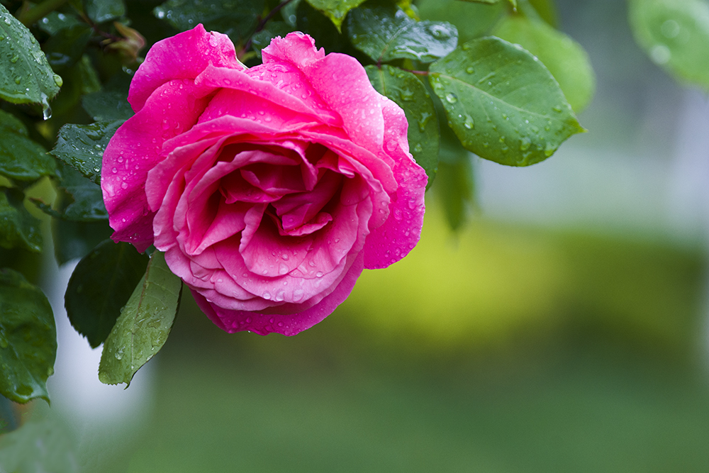 DSC_3805.jpg