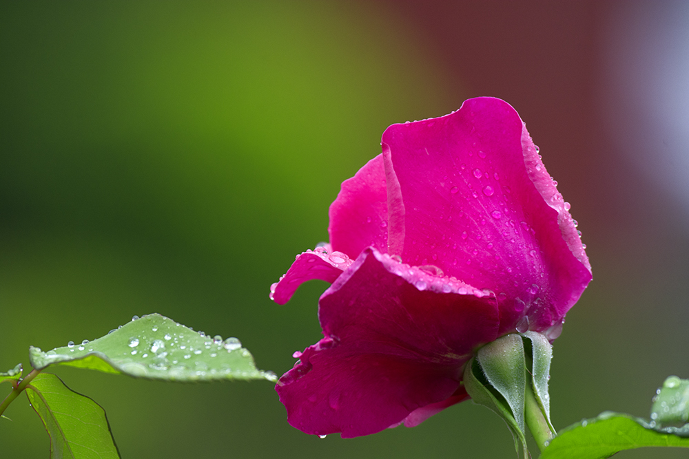 DSC_3820.jpg