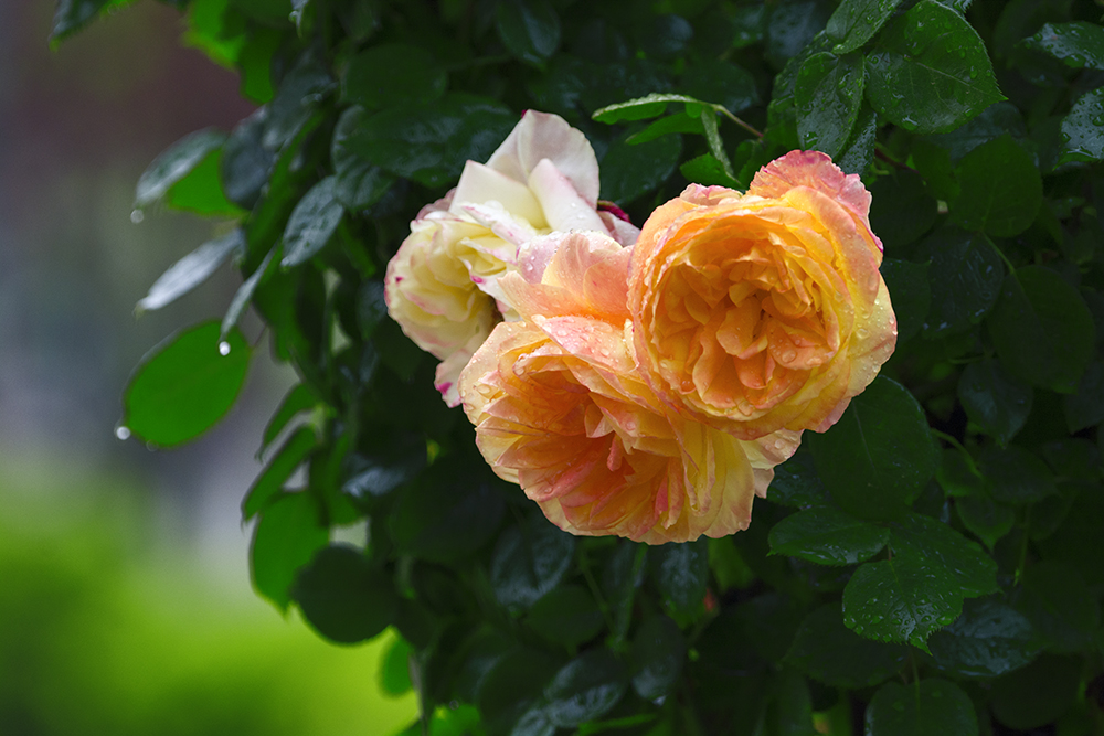 DSC_3827.jpg