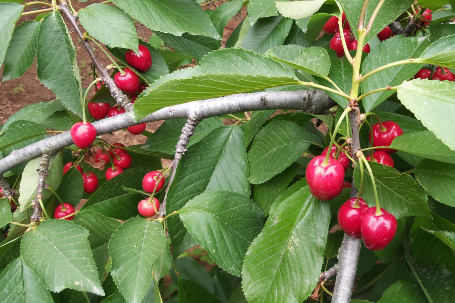 DSC_6240.jpg
