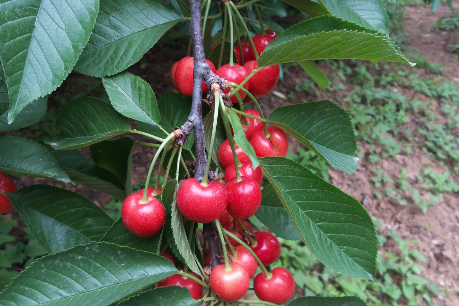 DSC_6253.jpg