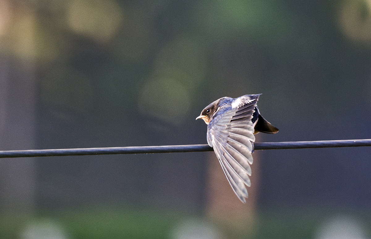 DSC_6807.jpg