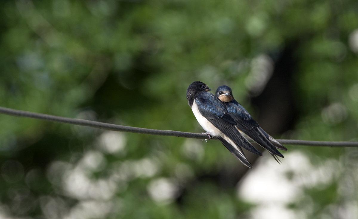 DSC_6889.jpg