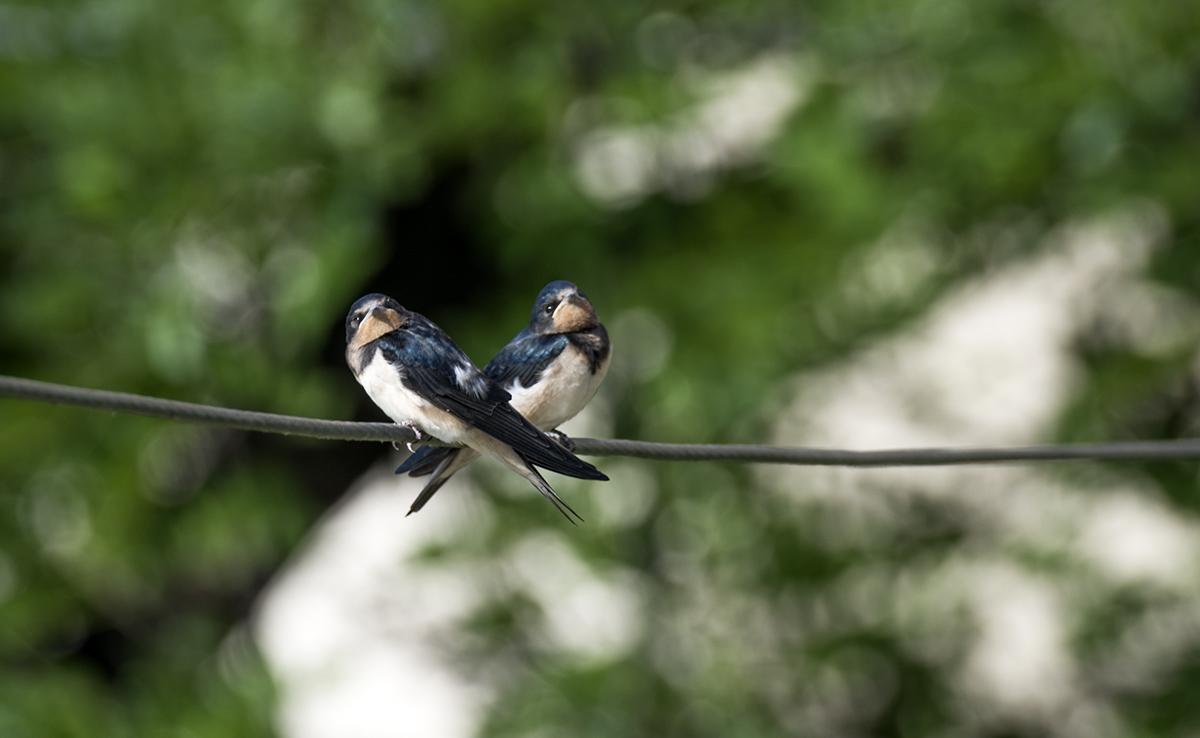 DSC_6919.jpg