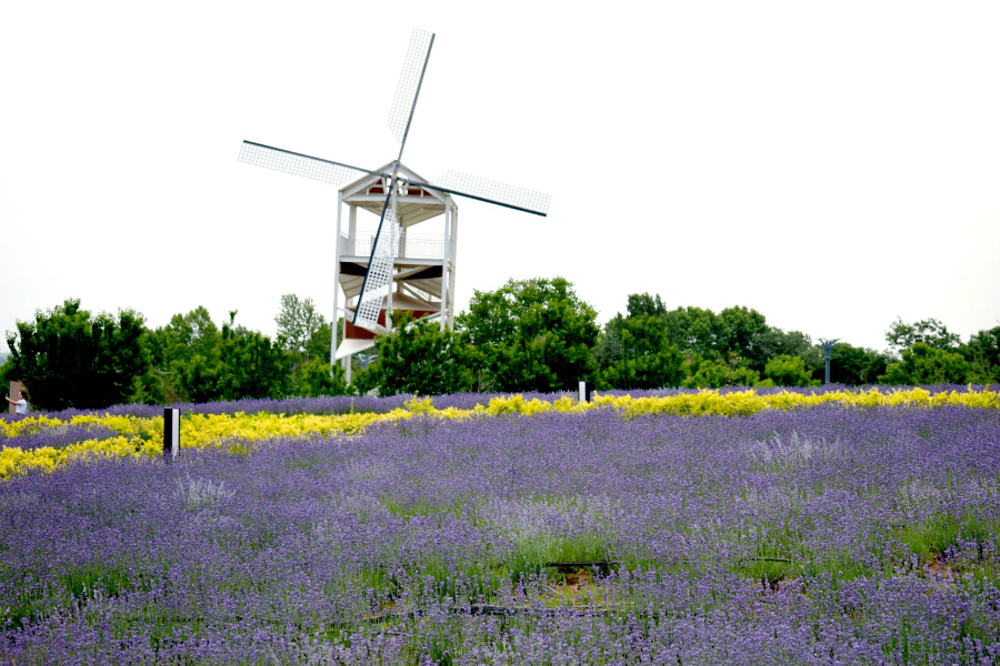 DSC_6575.jpg