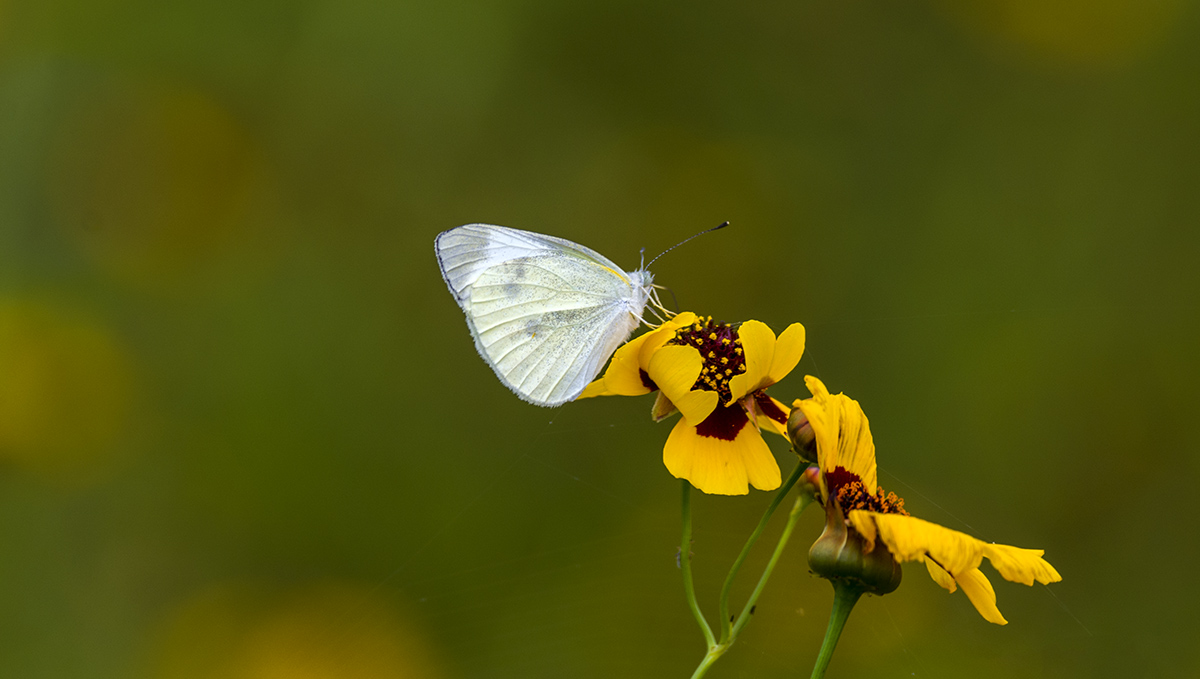 DSC_7284.jpg