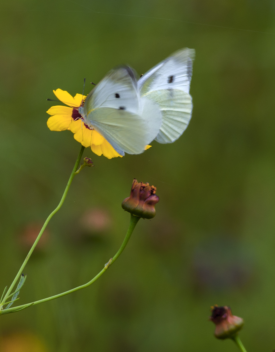 DSC_7286.jpg