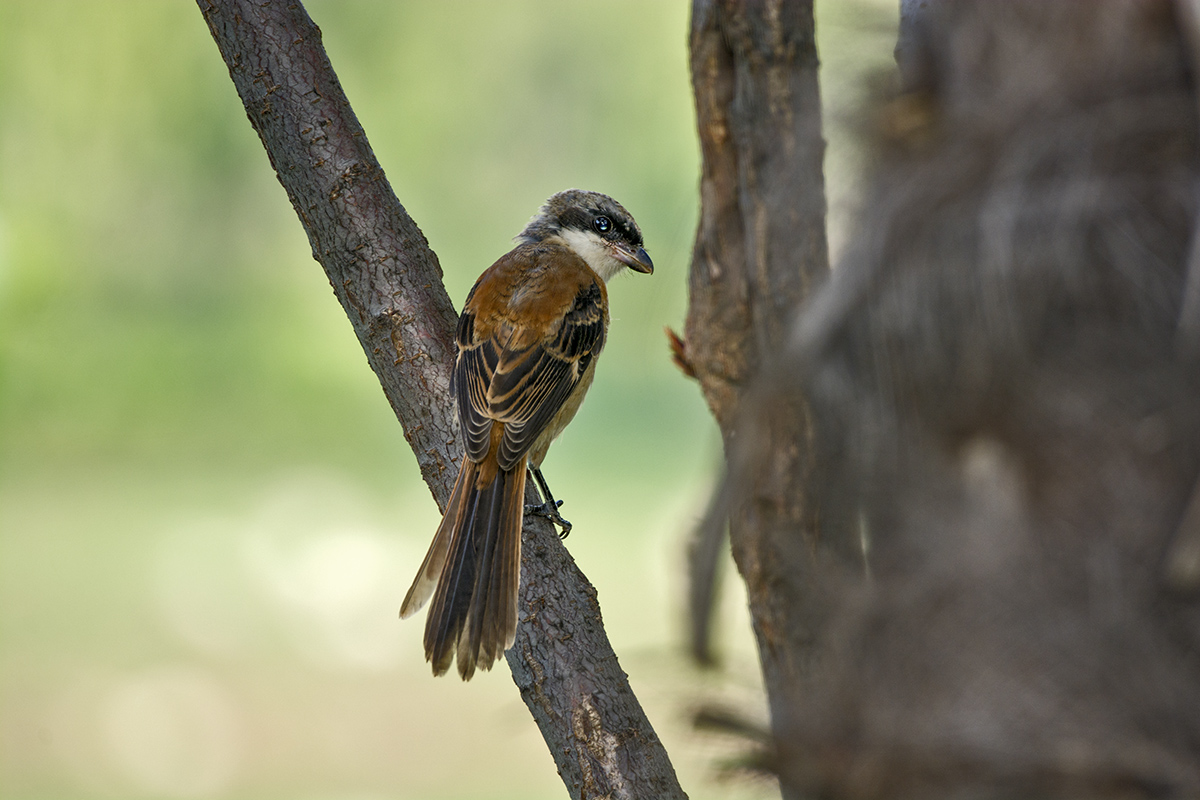 DSC_7328.jpg