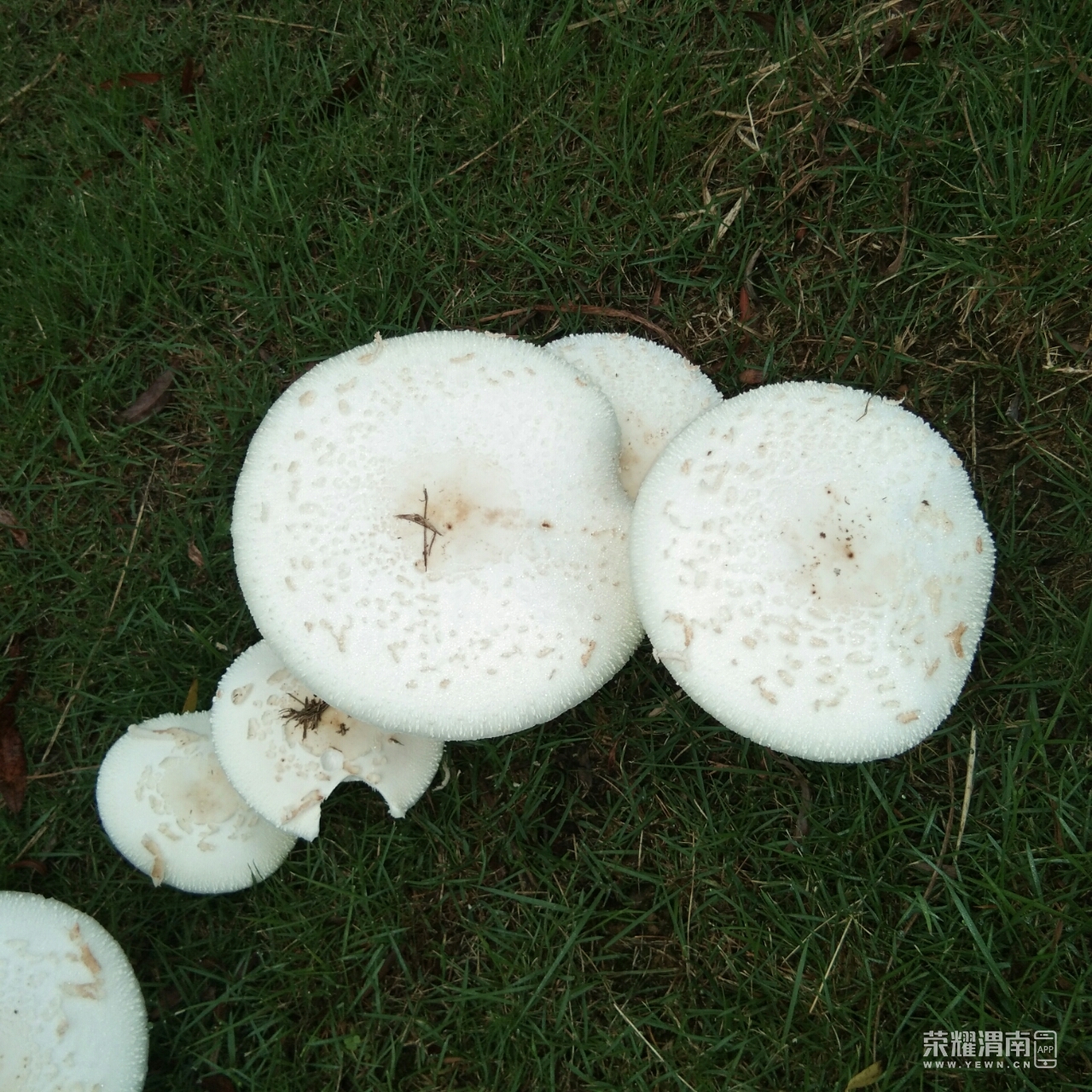能吃吗?