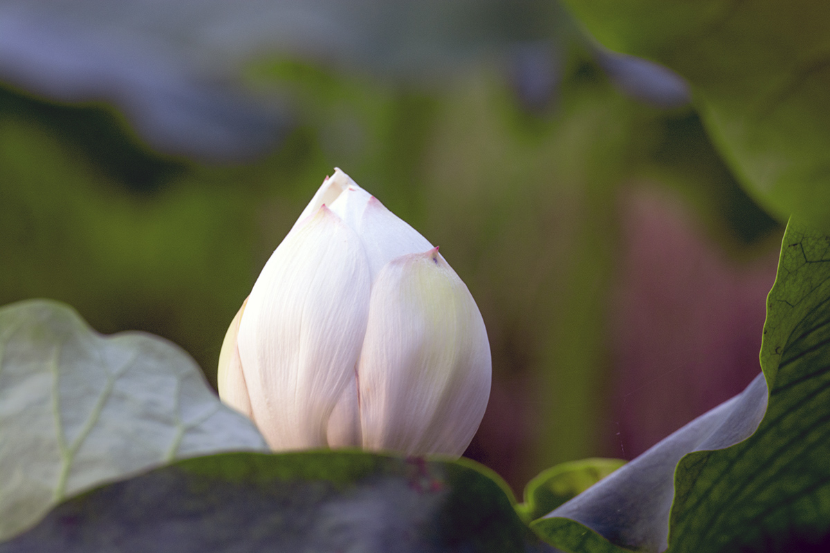 DSC_7459.jpg