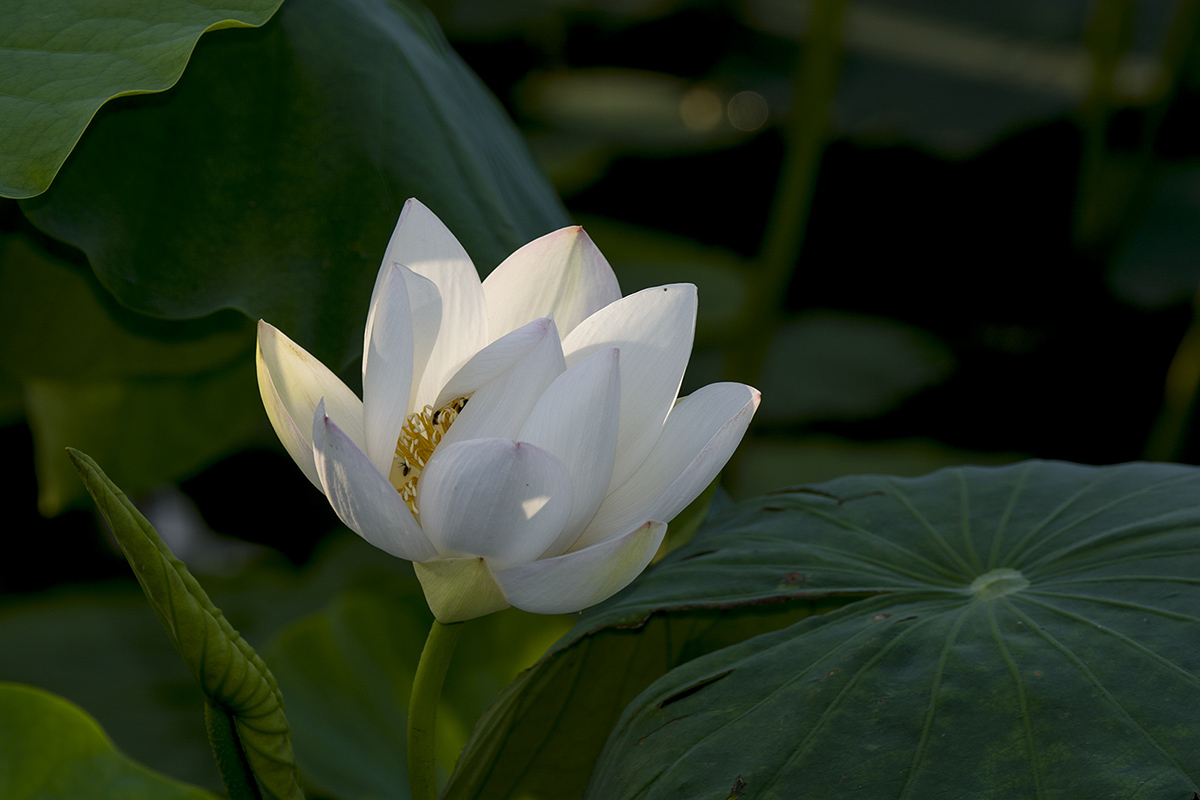 DSC_7487.jpg