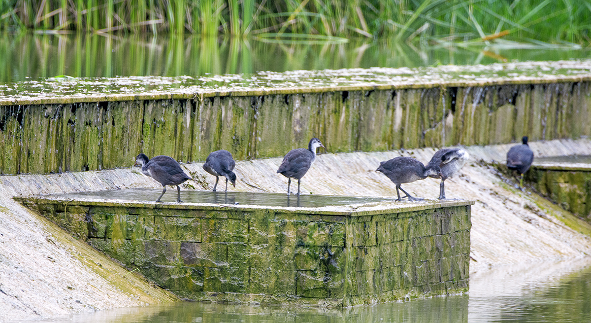 DSC_7610.jpg