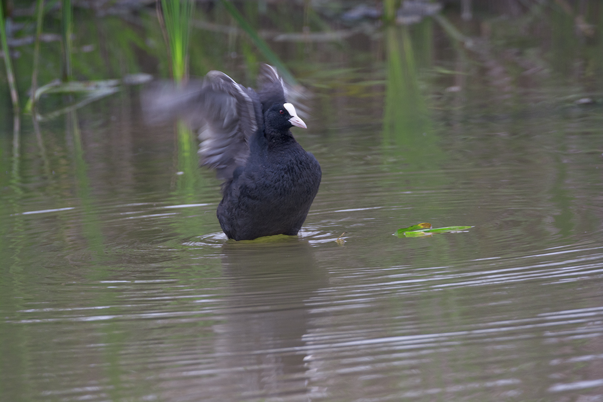 DSC_7633.jpg
