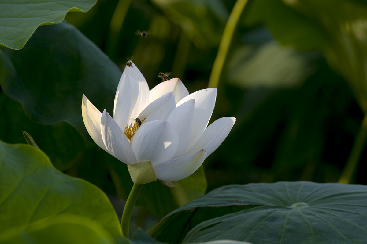 DSC_7490.jpg