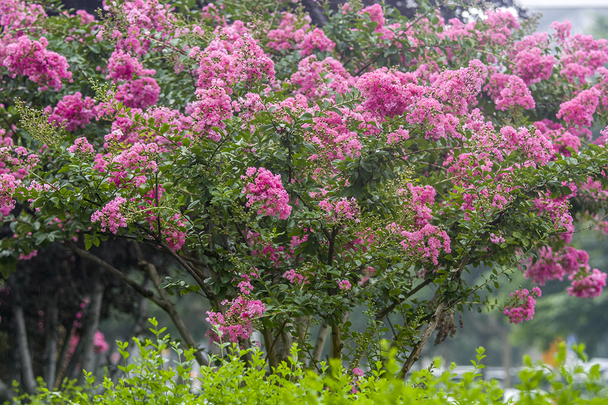 DSC_7738.jpg