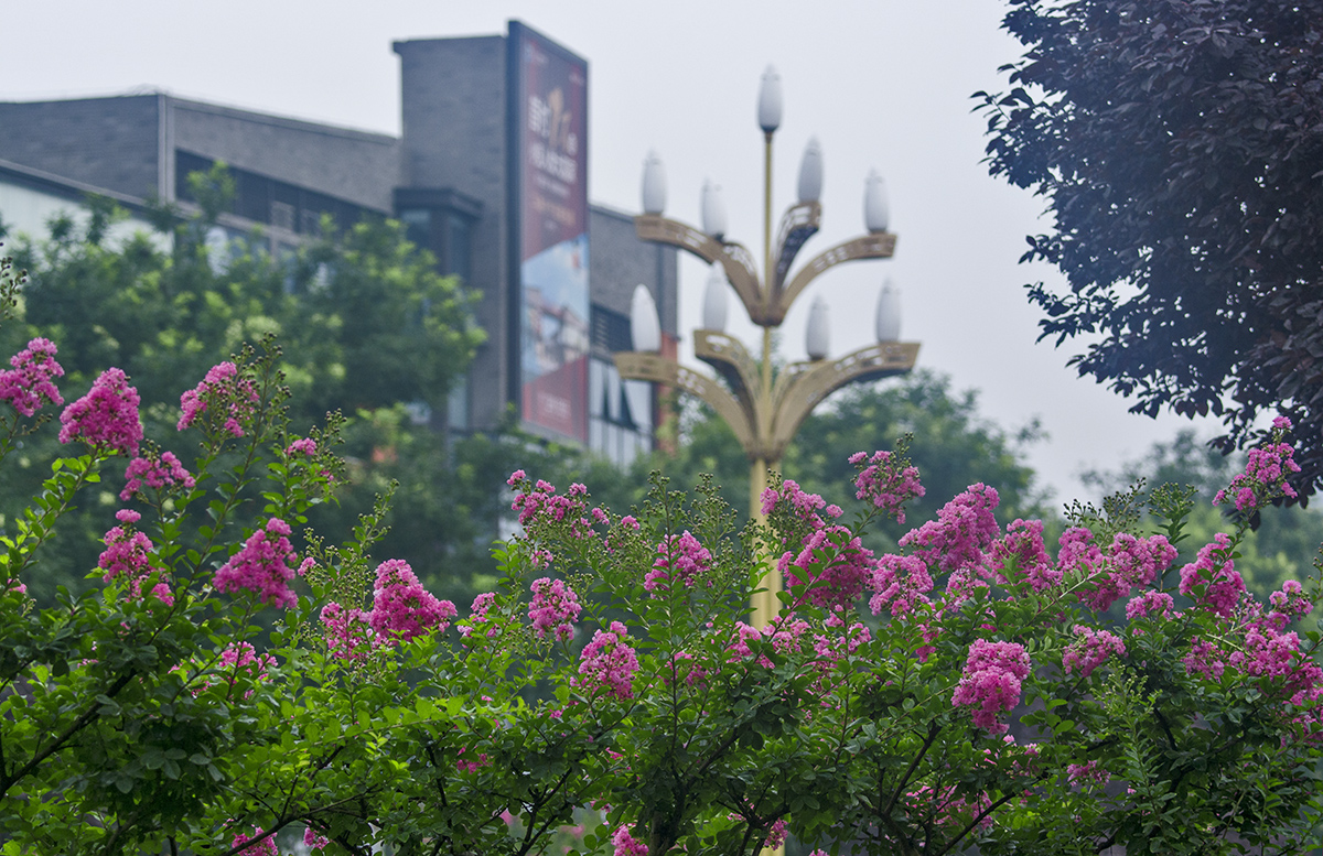 DSC_7755.jpg