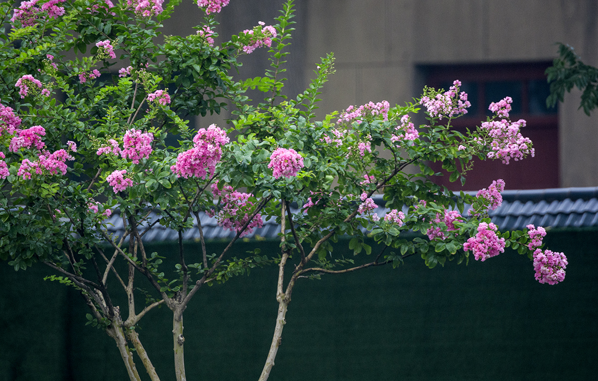 DSC_7747.jpg