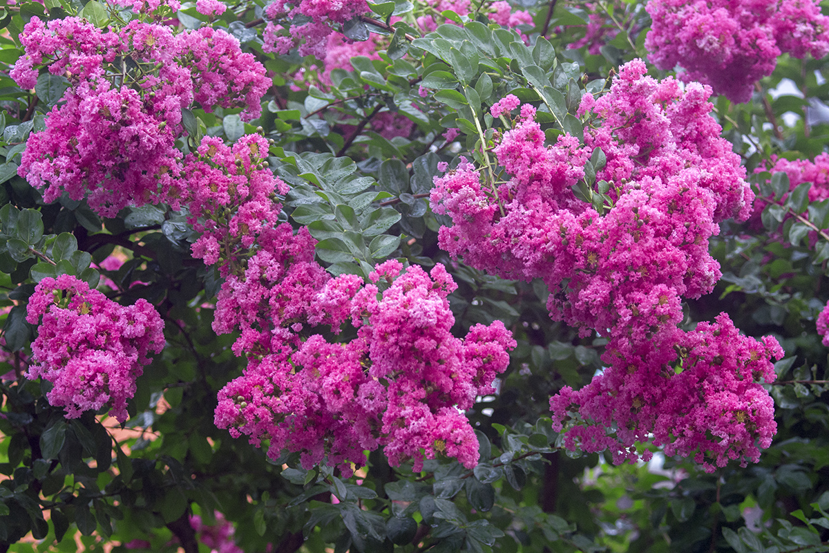 DSC_7758.jpg