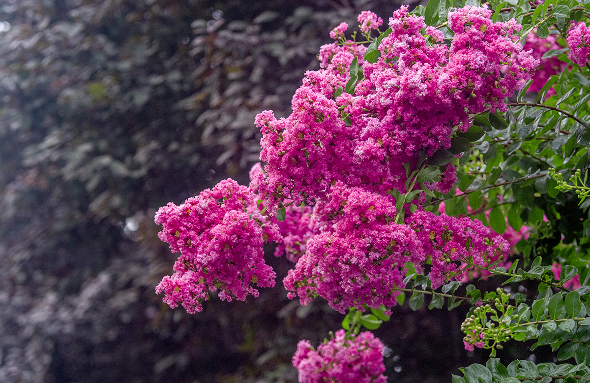 DSC_7773.jpg