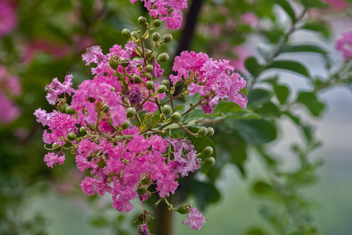 DSC_7780.jpg