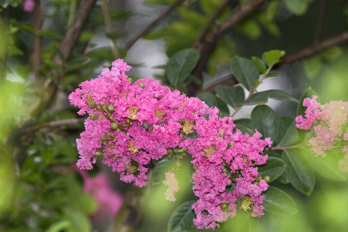 DSC_7798.jpg