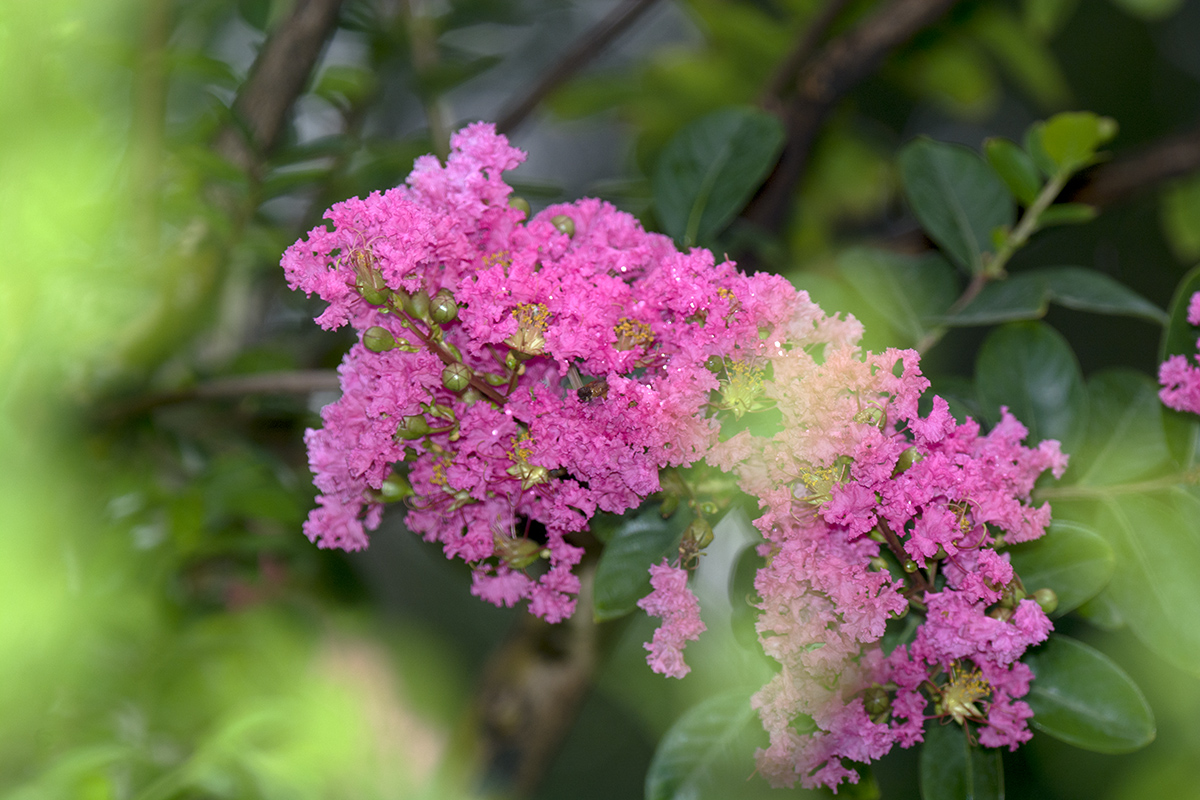 DSC_7797.jpg